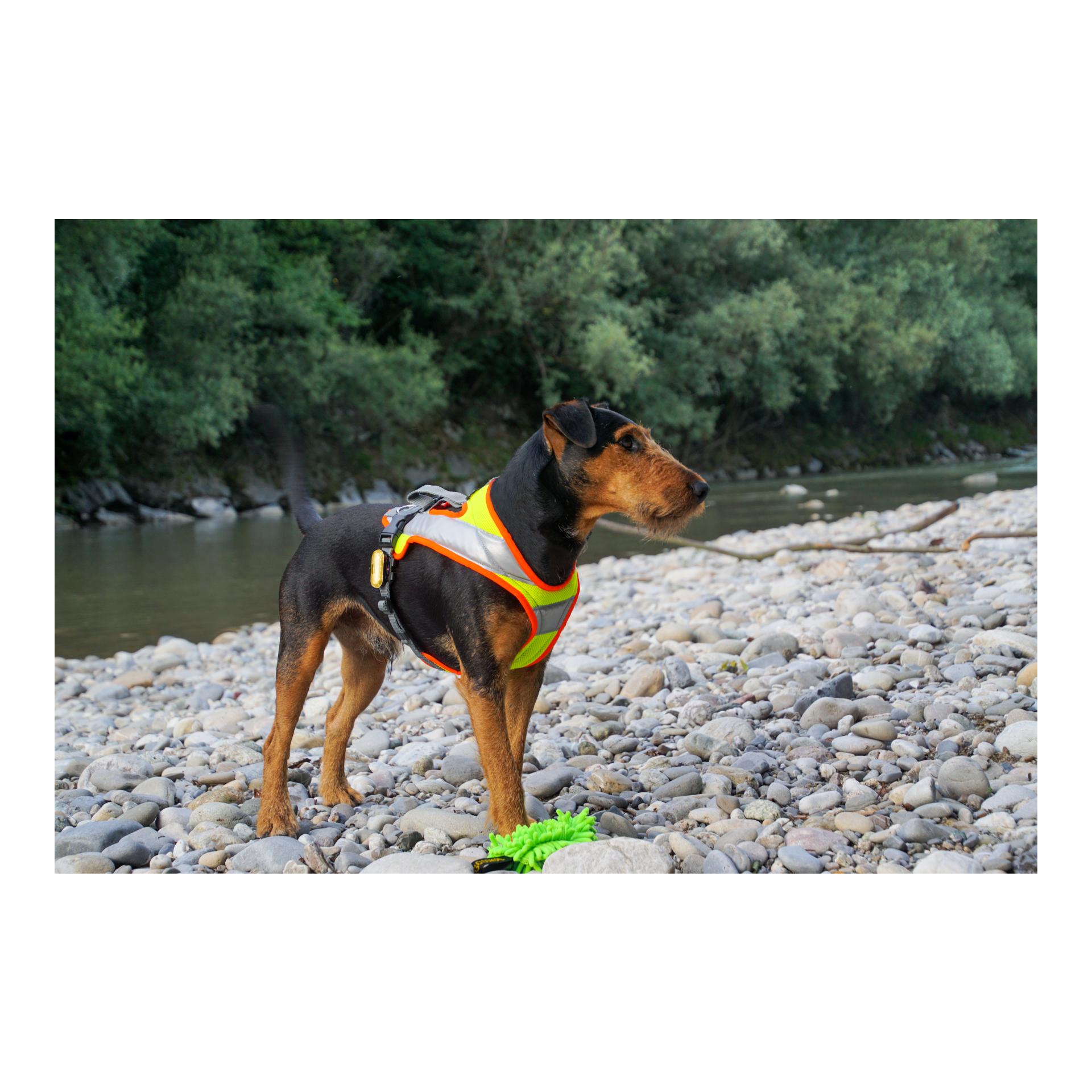 Dog's Fun Run Night Hundegeschirr - gelb/orange - Produktbild 3