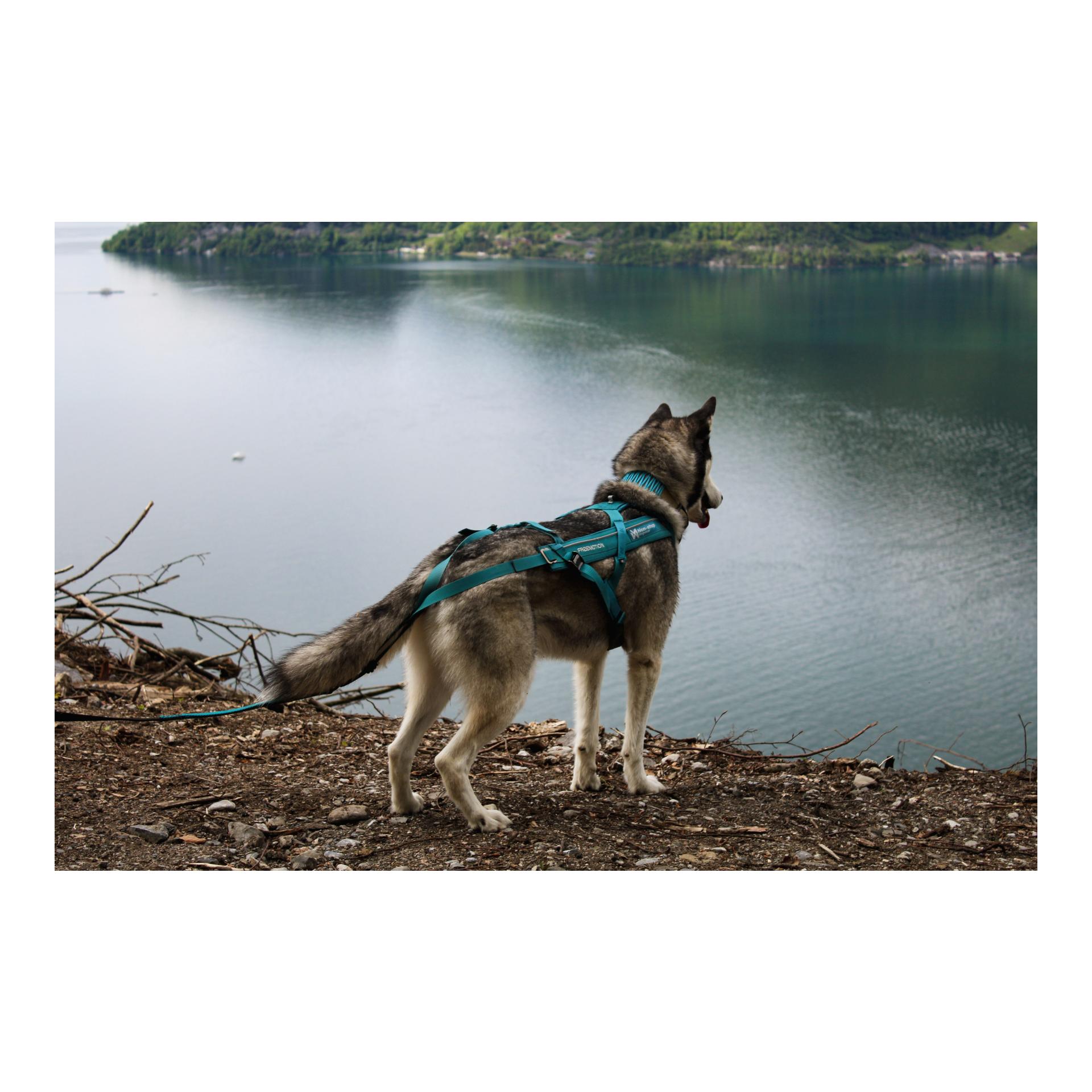 Zuggeschirr Freemotion Harness 5.0 - Produktbild 4