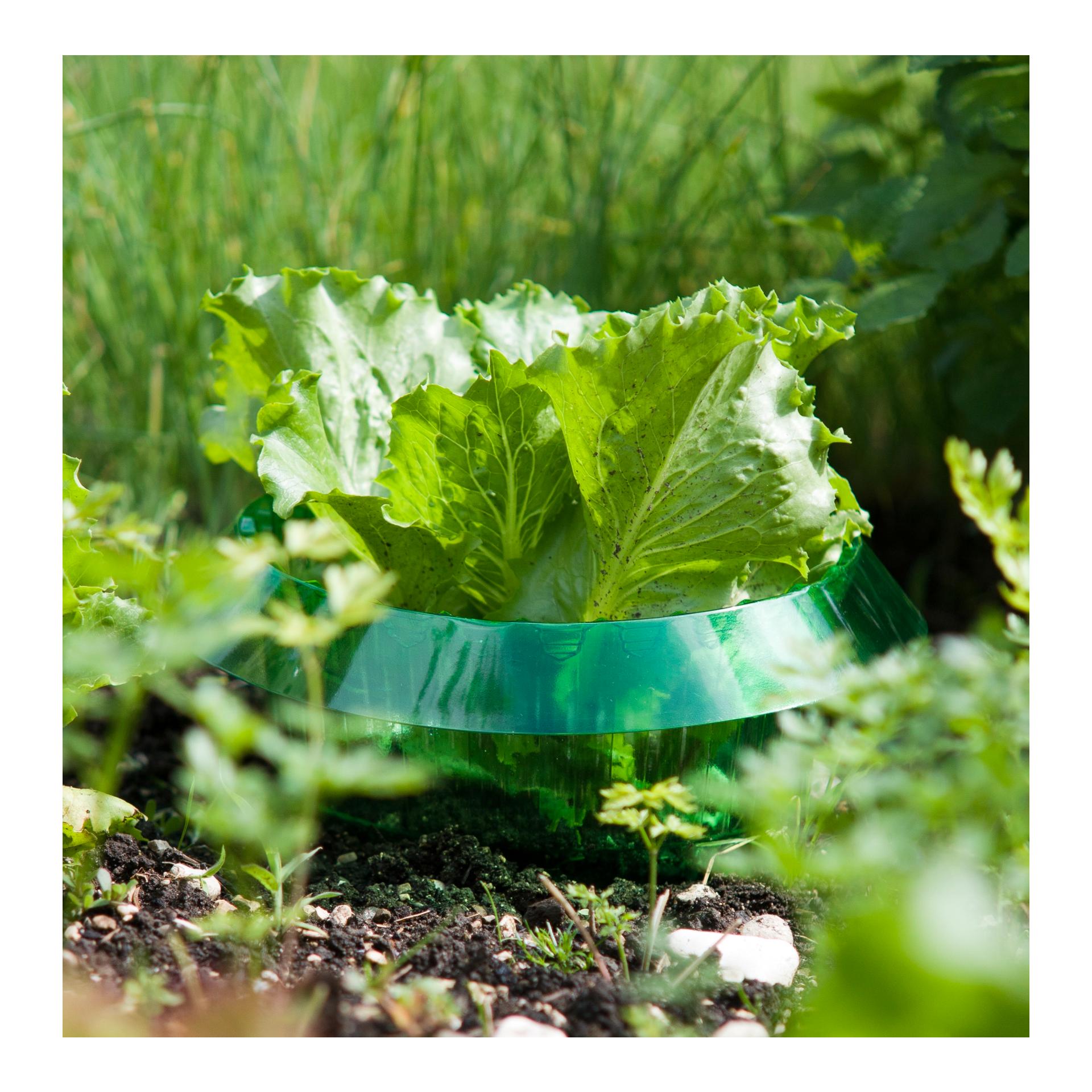 Schnecken - Schutzring - grün transparent - Produktbild 3