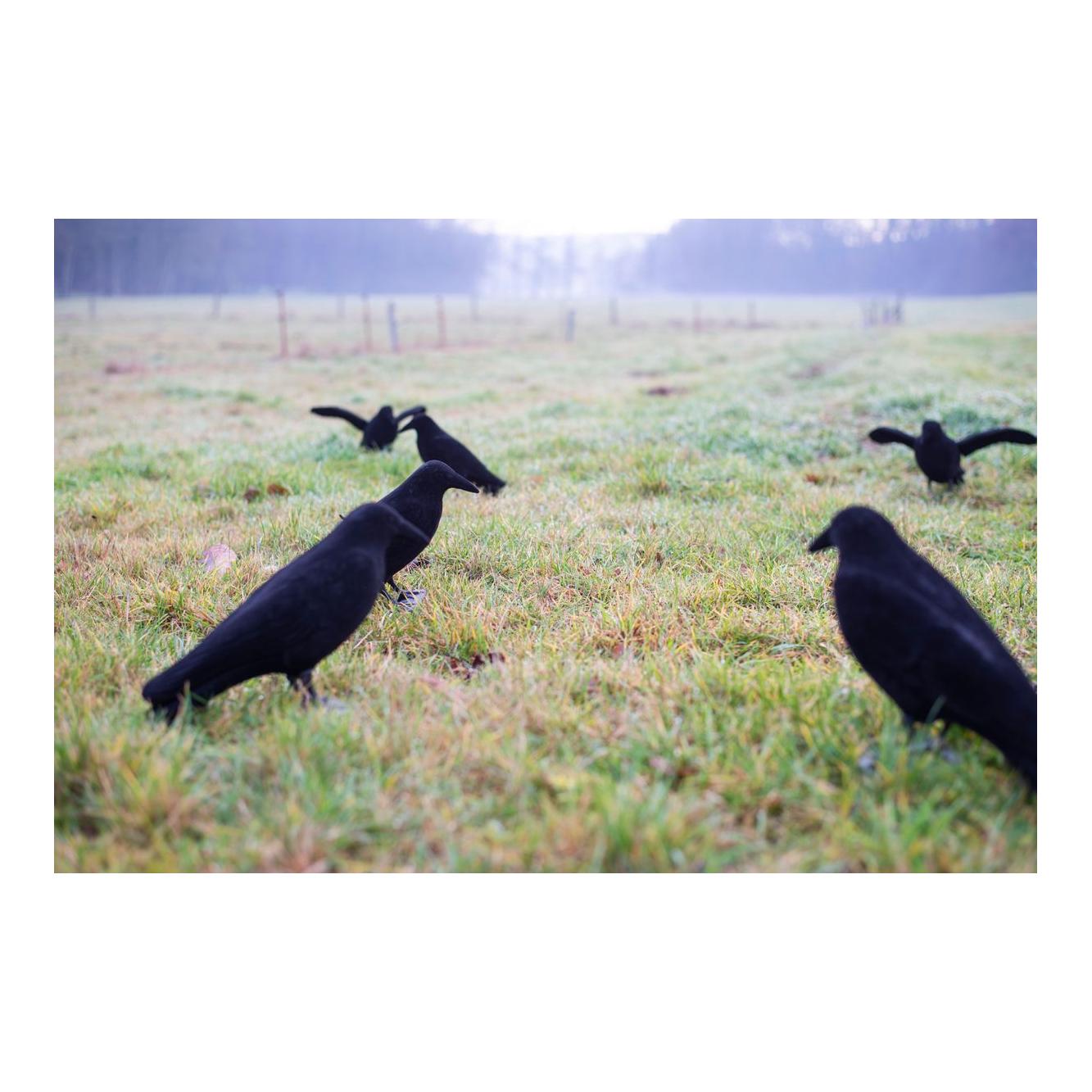 Beflockte Vollkörper Lockkrähe - Produktbild 2