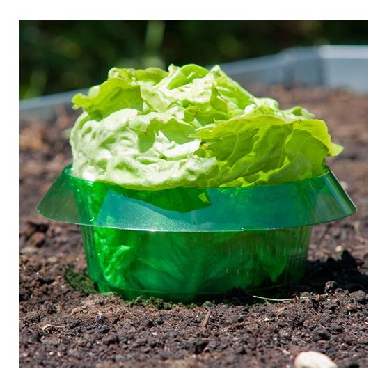 Schnecken - Schutzring - grün transparent - Produktbild 2