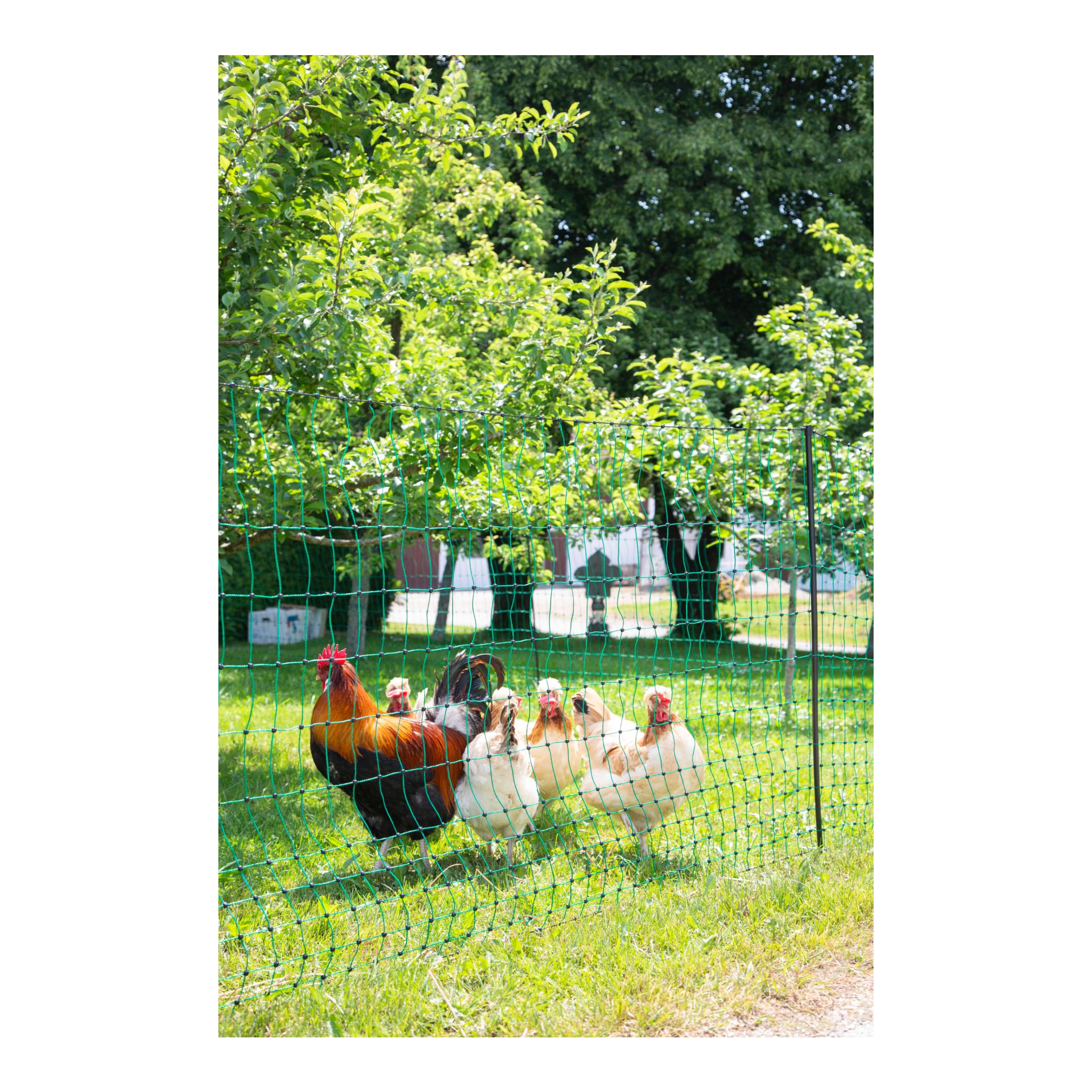 Geflügelnetz PoultryNet - Doppelspitz - Produktbild 4