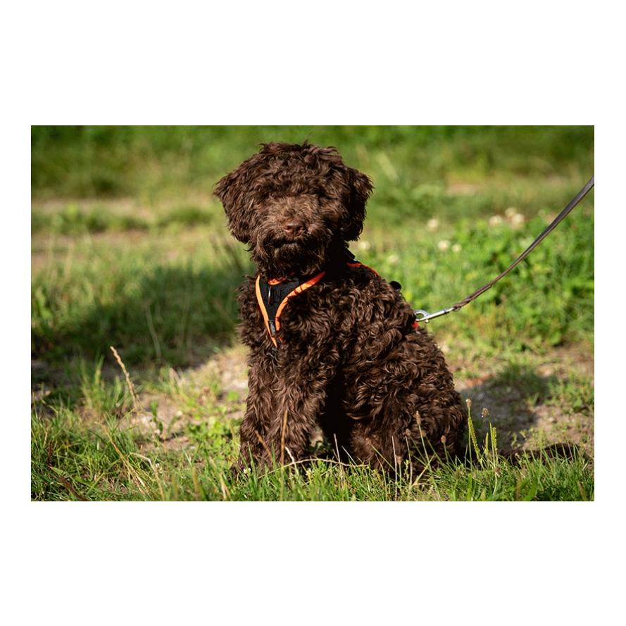 Welpengeschirr Puppy - Produktbild 3
