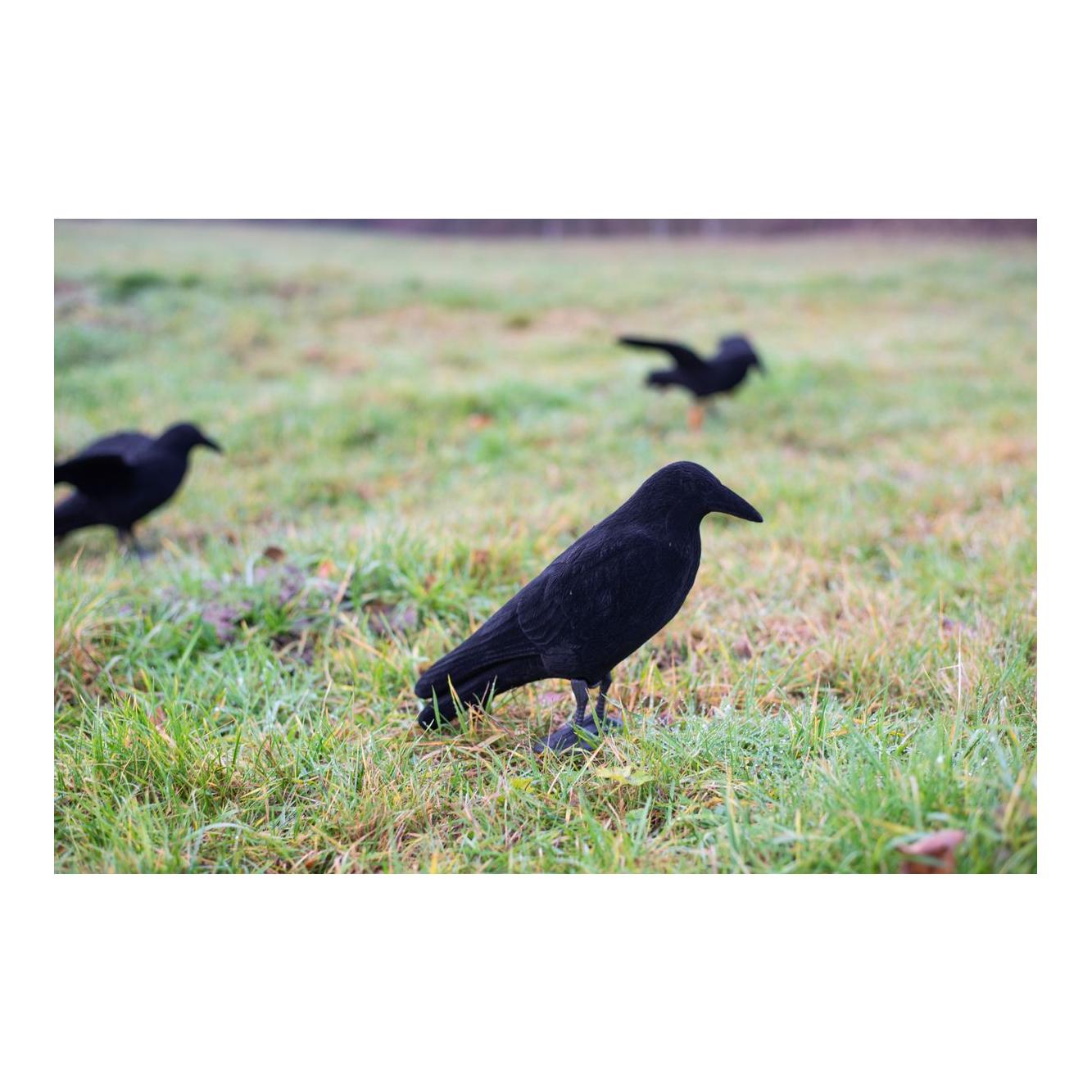 Beflockte Vollkörper Lockkrähe - Produktbild 1