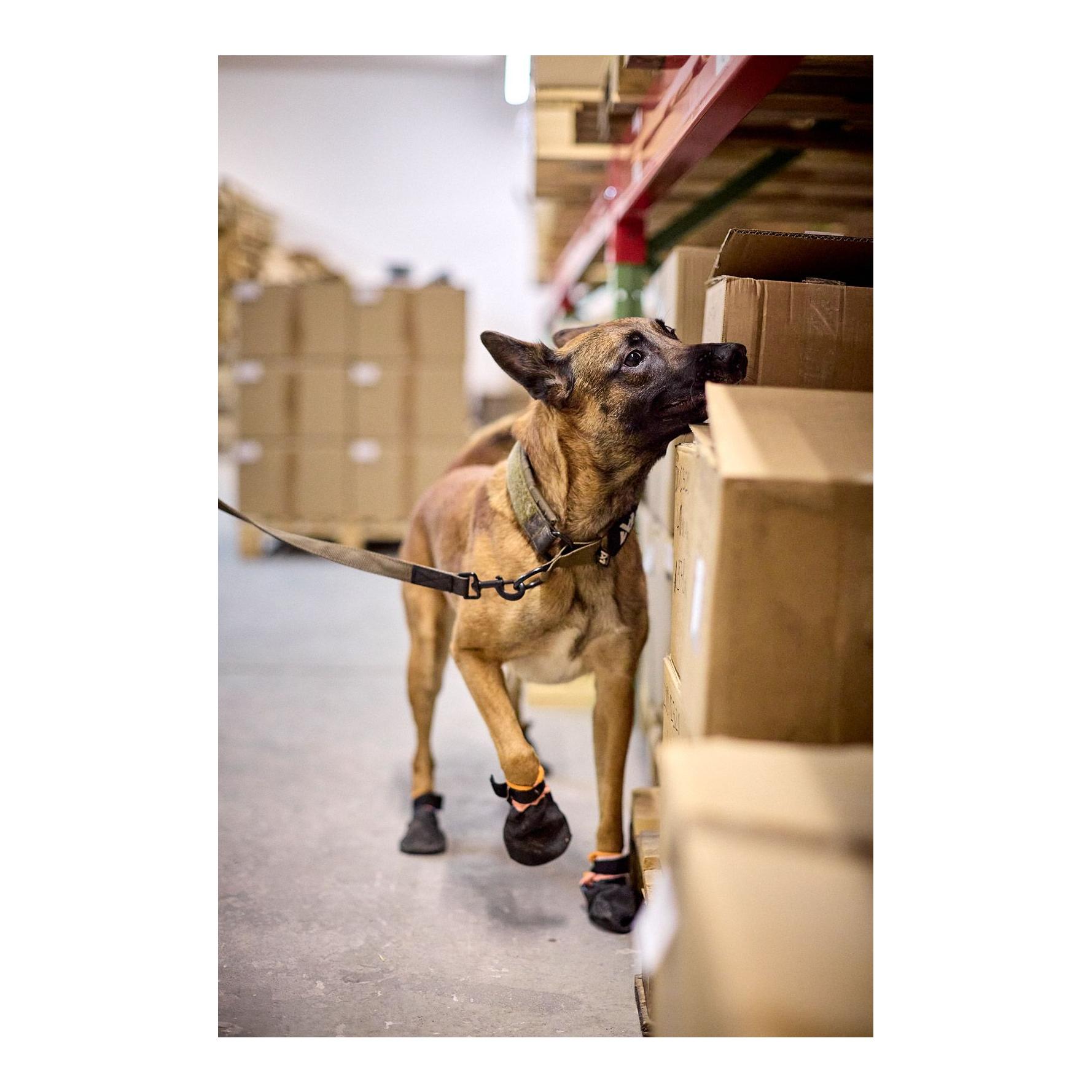 Hundehalsband Solid Collar Working Dog - Produktbild 3