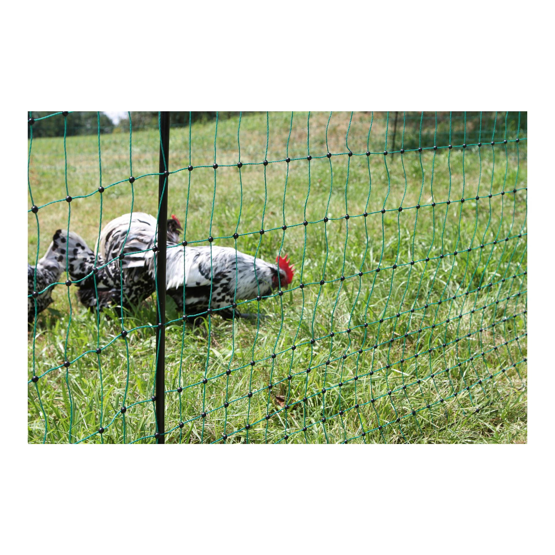 Geflügelnetz PoultryNet - Doppelspitz - Produktbild 3