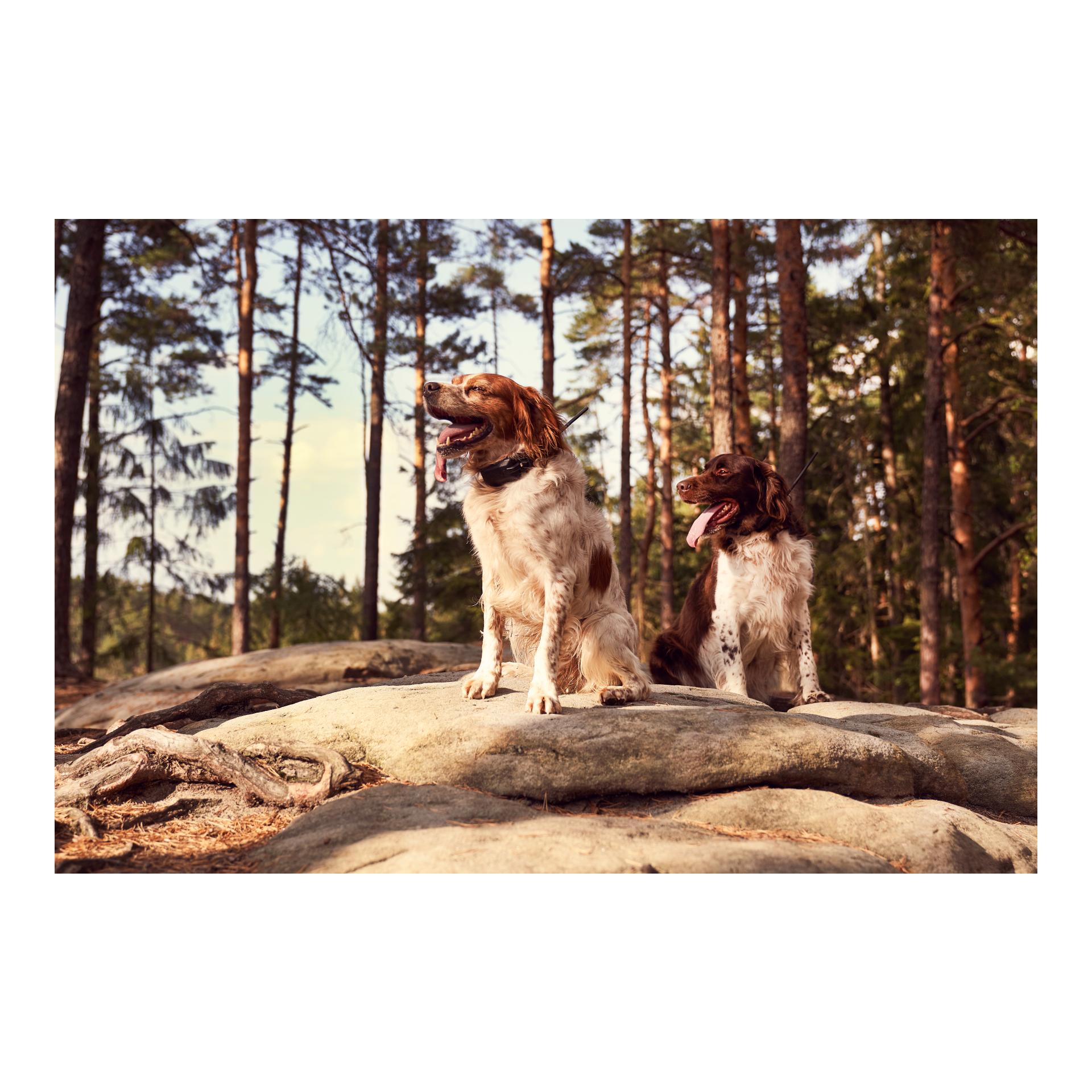 GPS X30 Hundeortungsgerät - Produktbild 4
