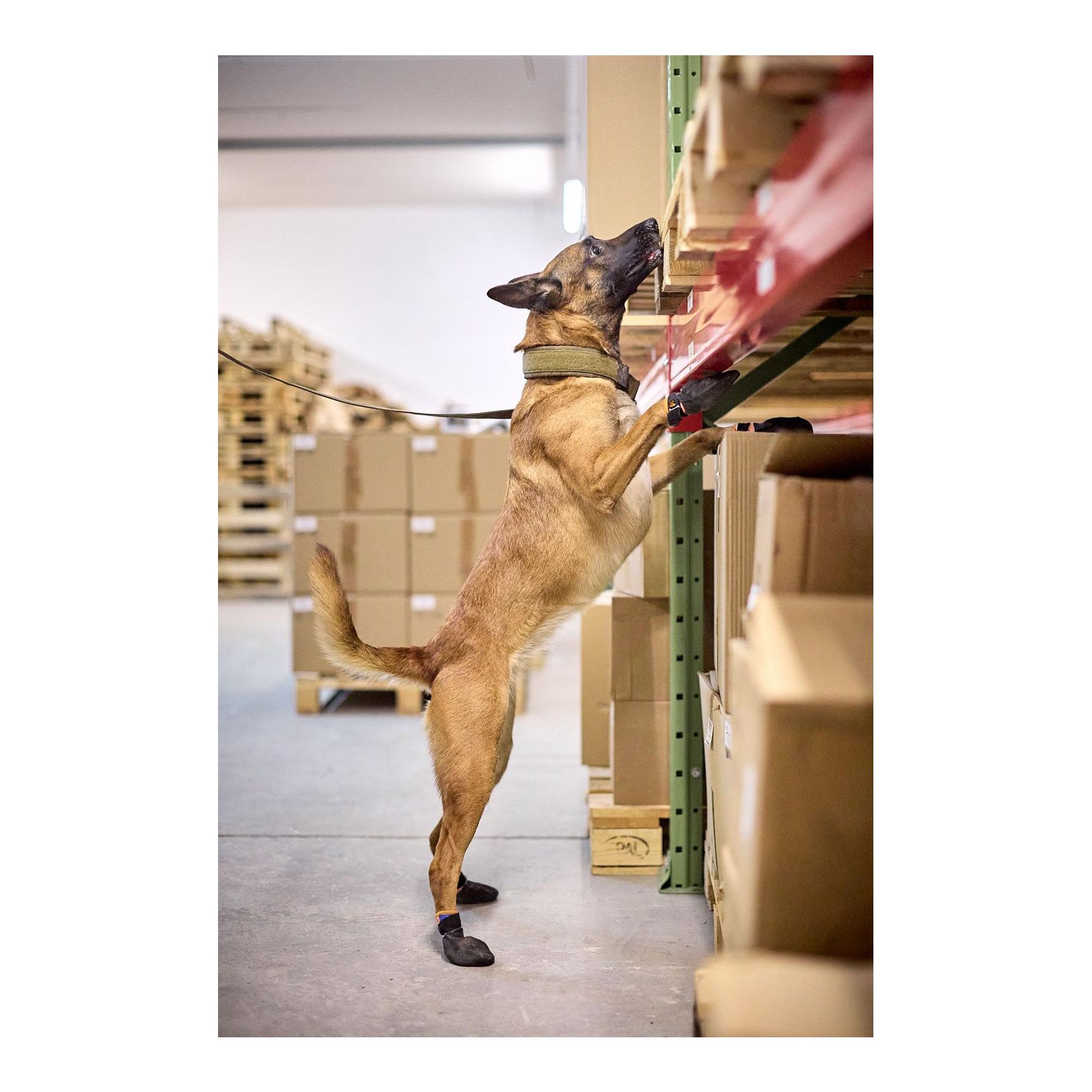 Hundehalsband Solid Collar Working Dog - Produktbild 2