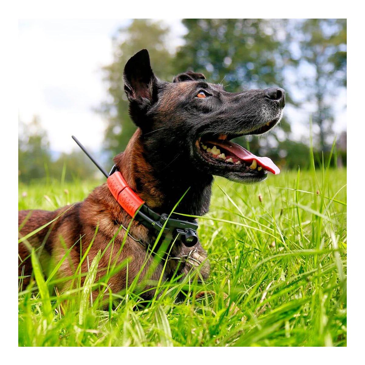 GPS X25TB Hundeortungsgerät  - Produktbild 4