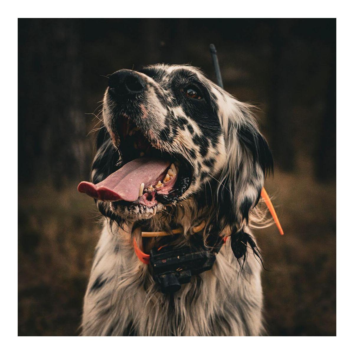 GPS X25TB Hundeortungsgerät  - Produktbild 2