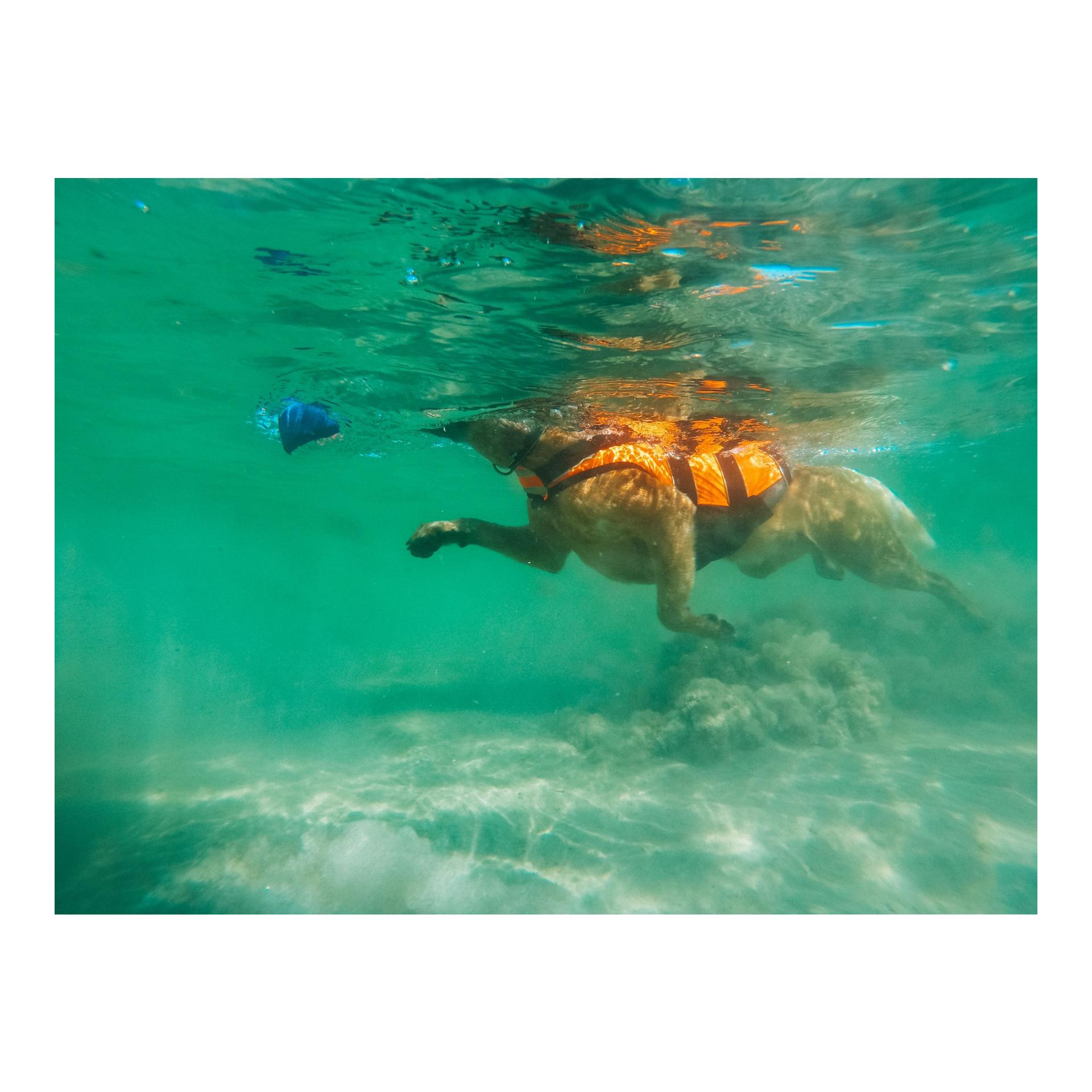 Safe Life Jacket 2.0 Hundeschwimmweste - orange - Produktbild 5