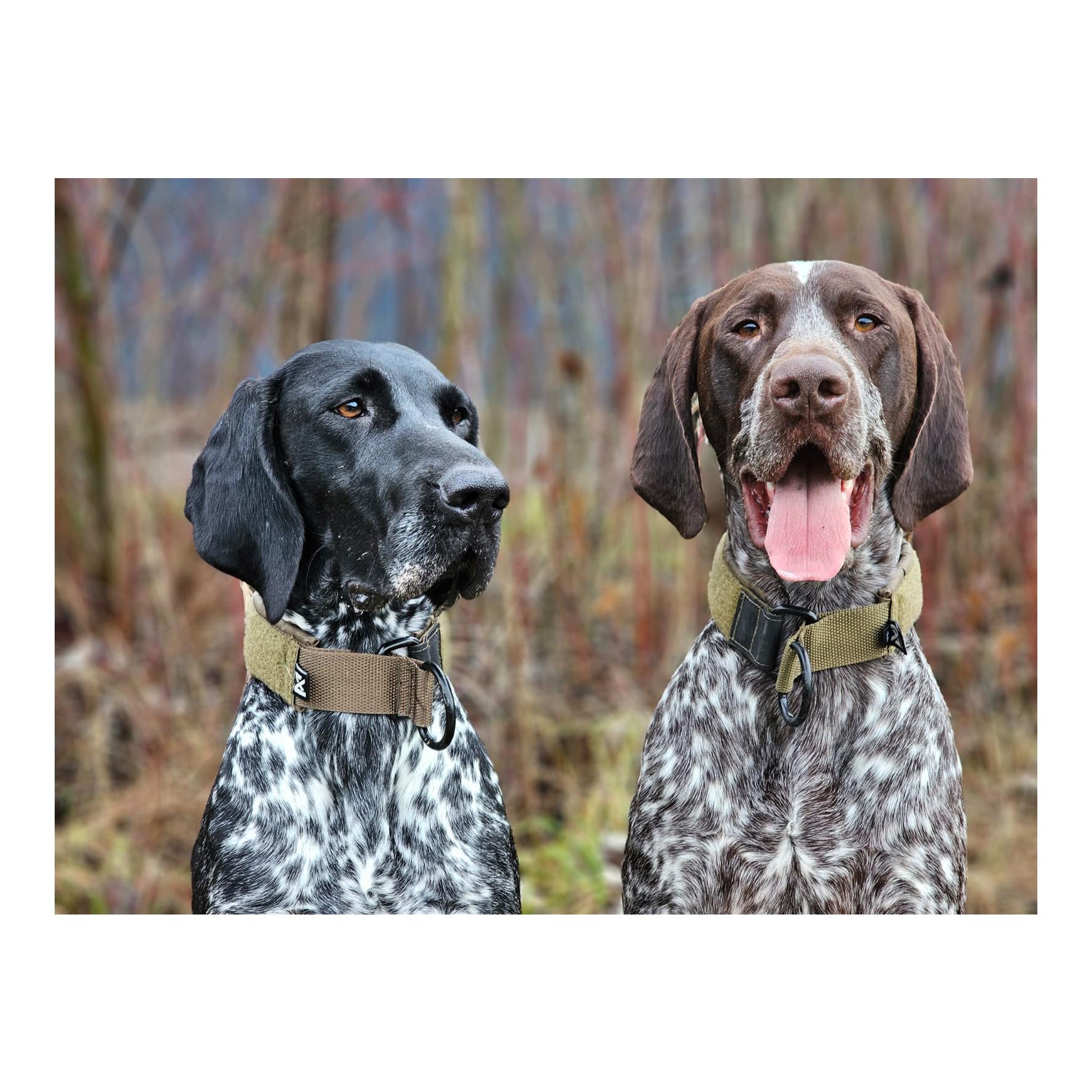 Hundehalsband Solid Collar Working Dog - Produktbild 6