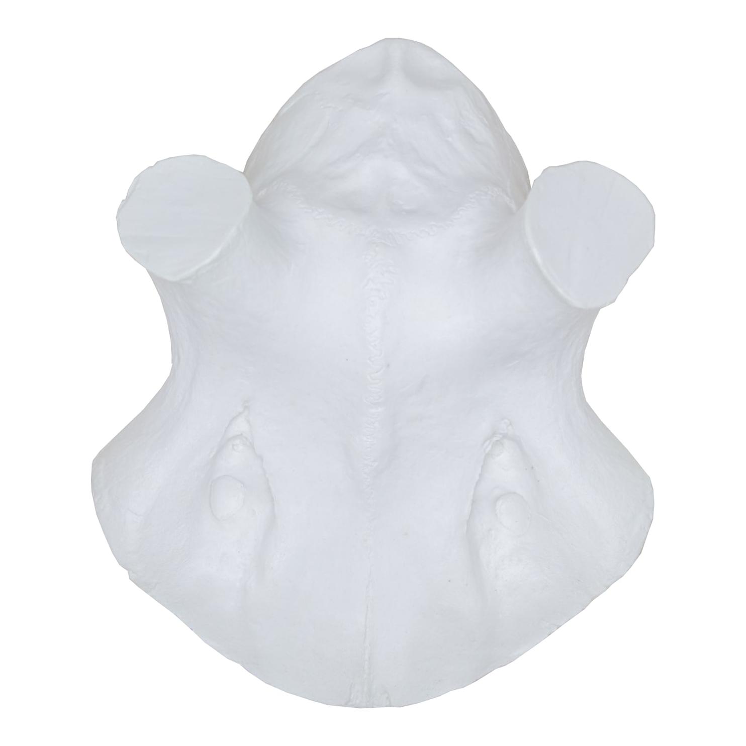Kunstschädel Hirsch Klein - Produktbild 1