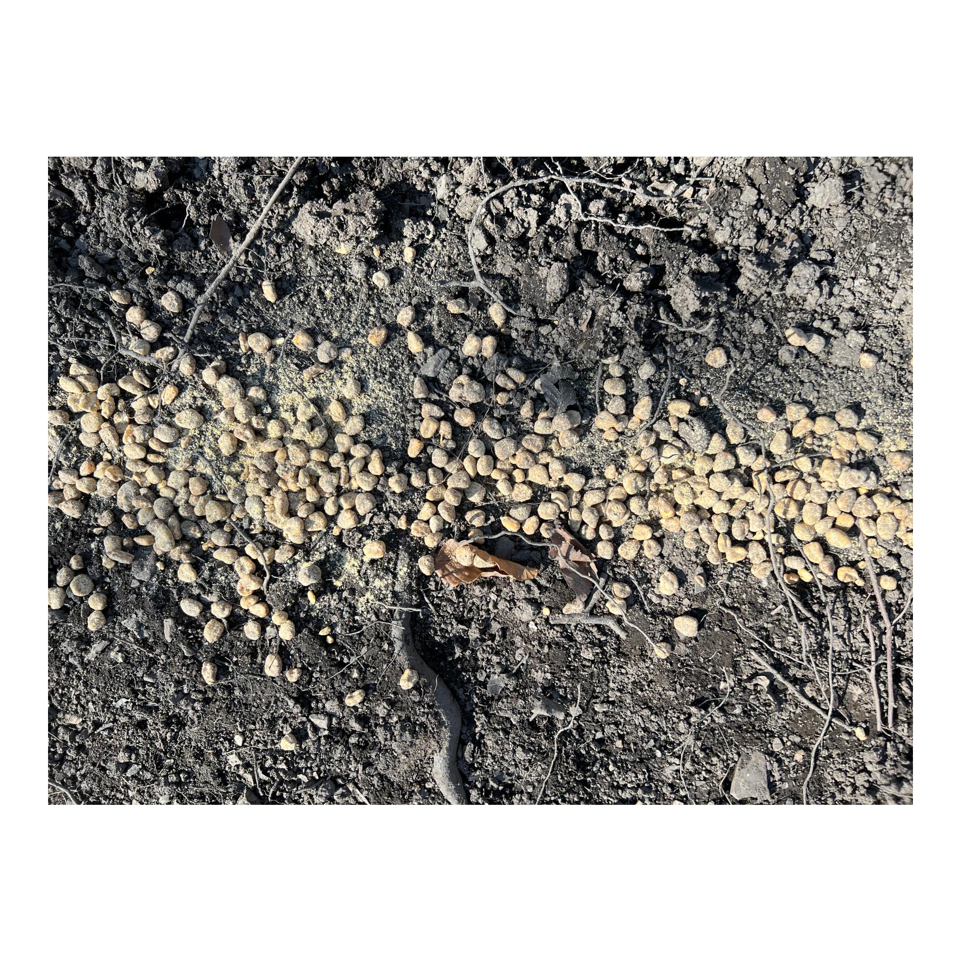 Magic Boilies Nr. 2 Topinambur/Vogelbeere - Produktbild 5