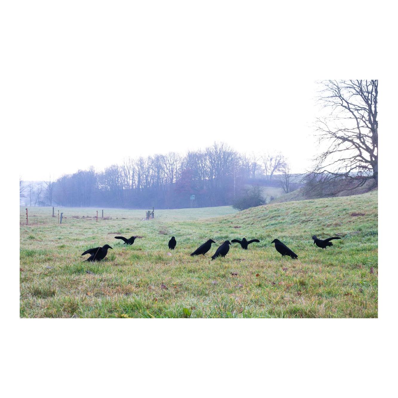 Beflockte Lockkrähe mit Flügeln - Produktbild 3
