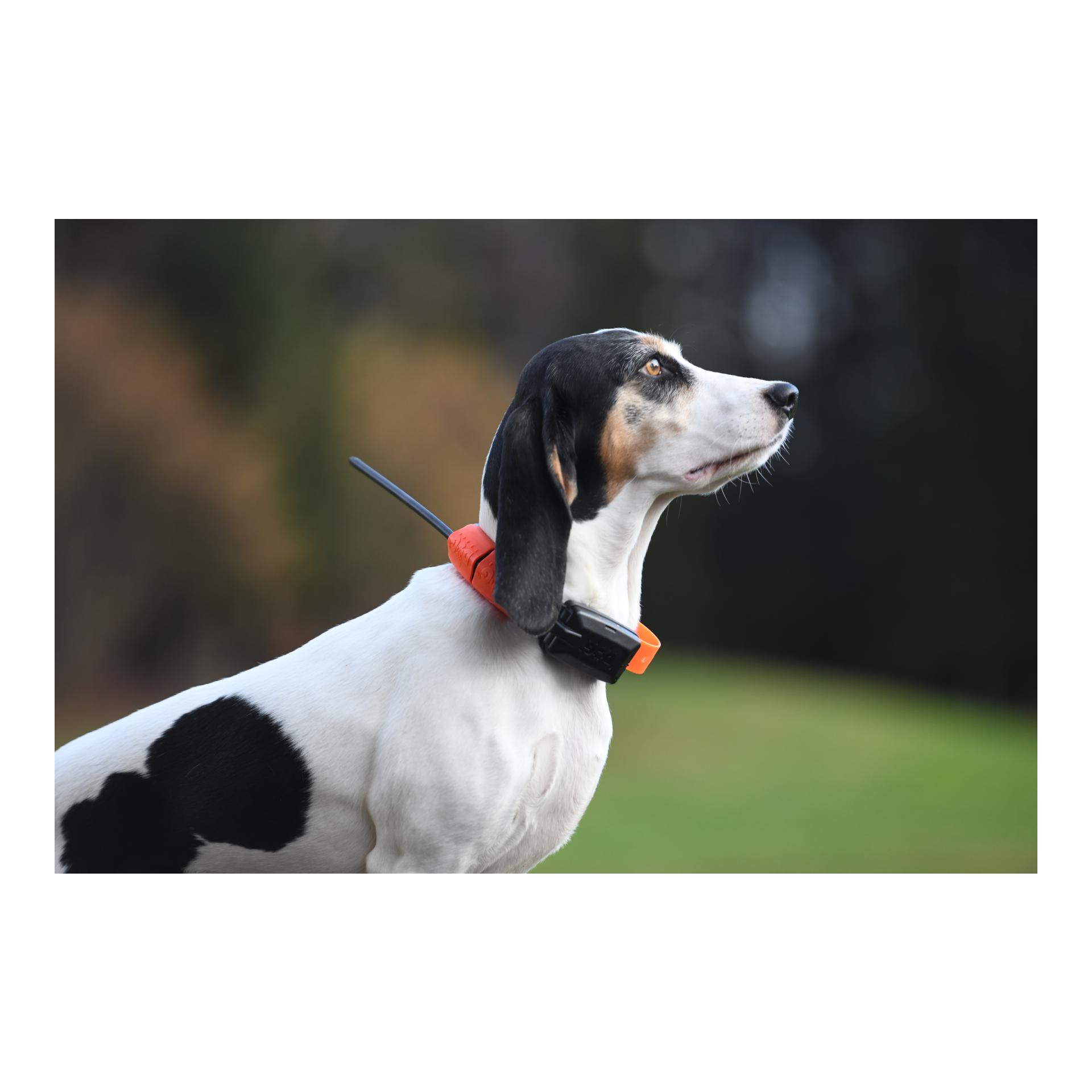 Halsband zu GPS X20/X30/X40 Hundeortungsgerät - Produktbild 3