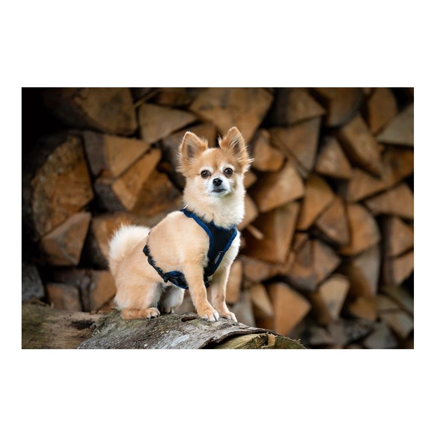 Welpengeschirr Puppy - Produktbild 2