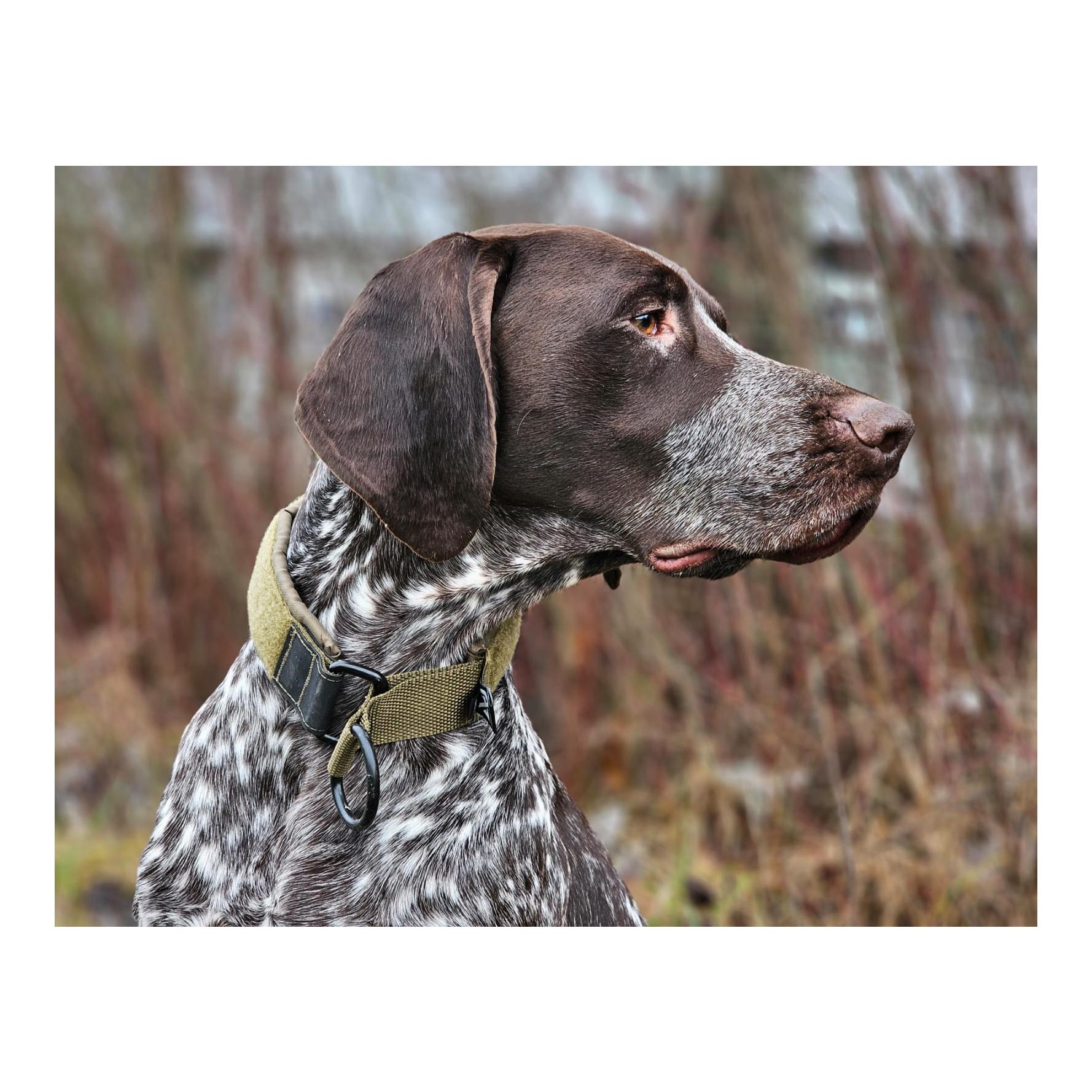 Hundehalsband Solid Collar Working Dog - Produktbild 5