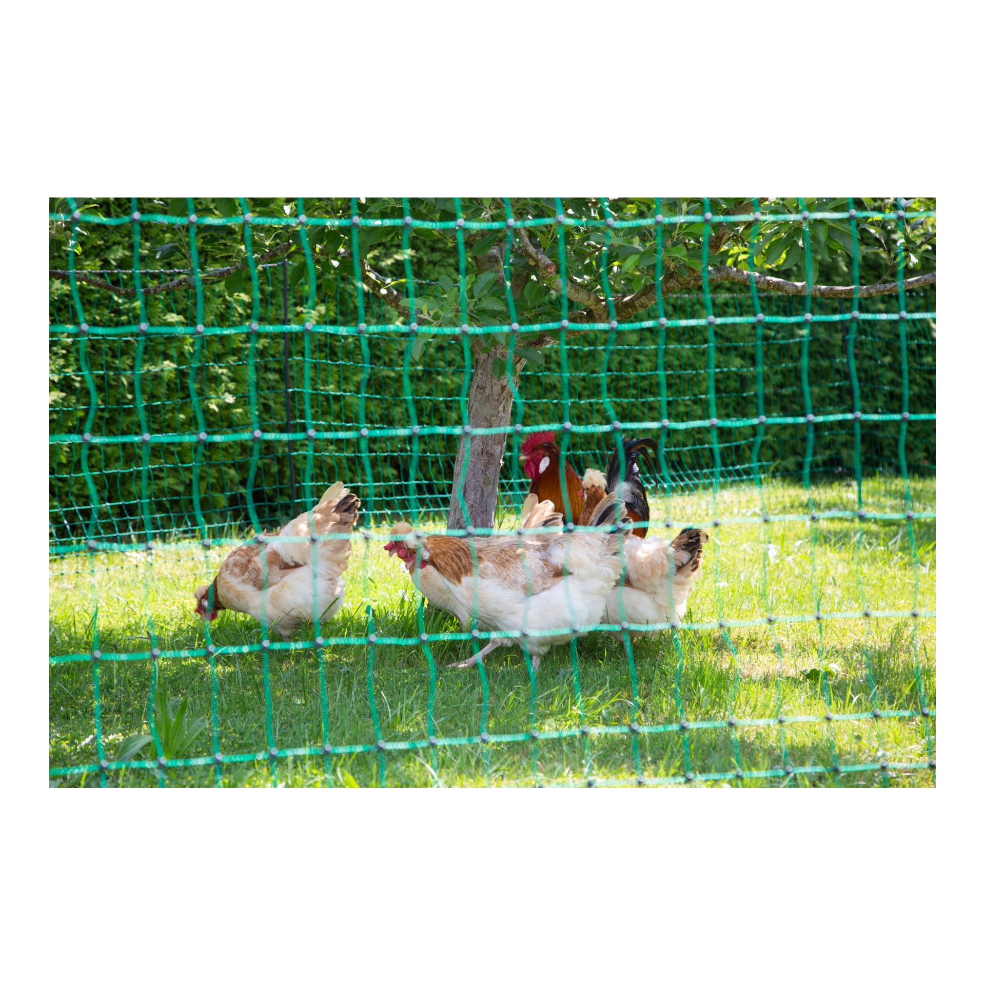 Geflügelnetz PoultryNet - Doppelspitz - Produktbild 5