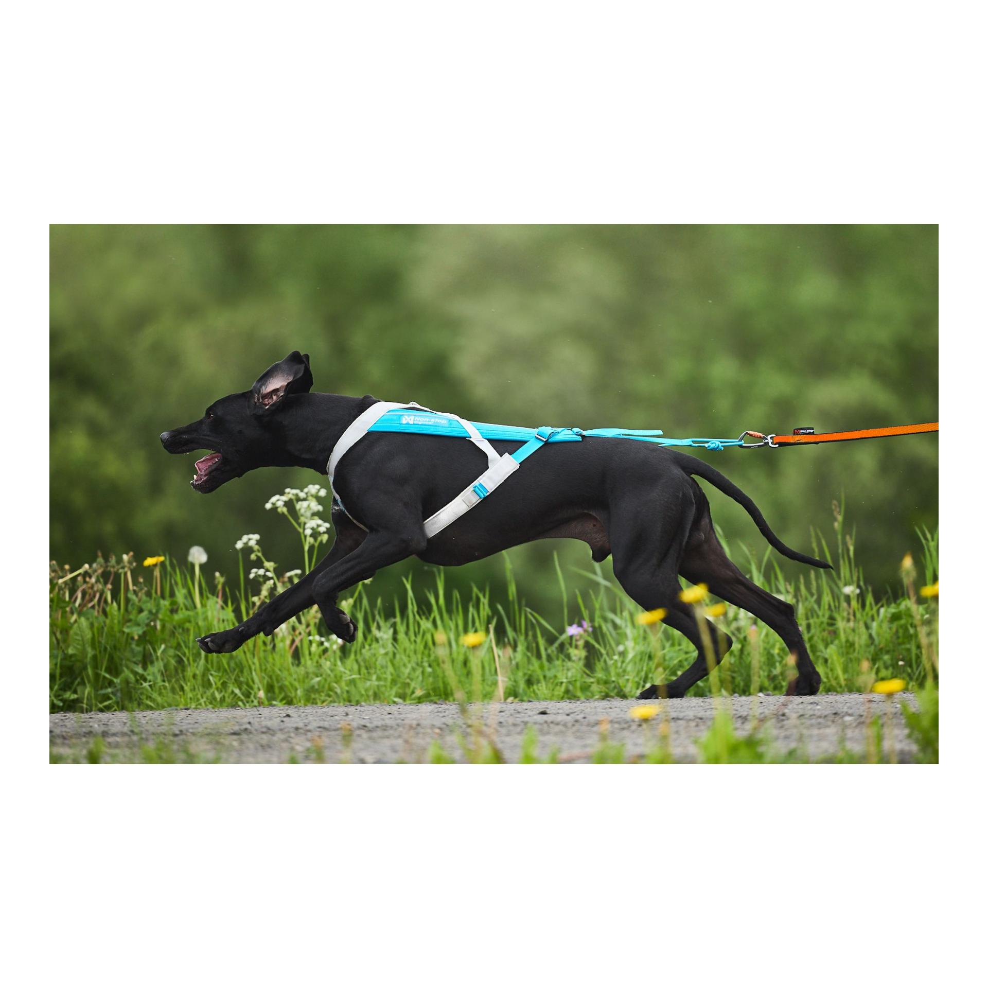 Zuggeschirr Freemotion Harness 5.0 - Produktbild 4